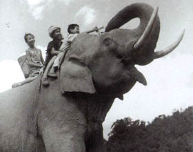 紅象 (1982)